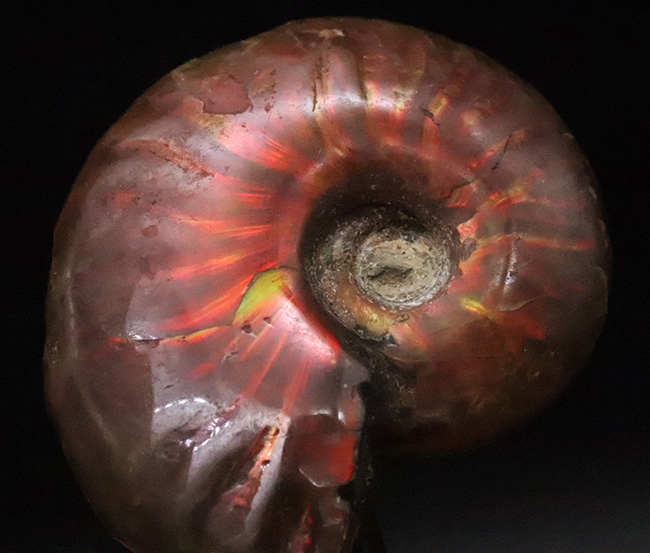 化石の日限定価格】マダガスカル産 アンモナイト化石（クレオニセラス