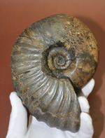 素晴らしい良形！北海道羽幌川上流域で採集されたアンモナイト