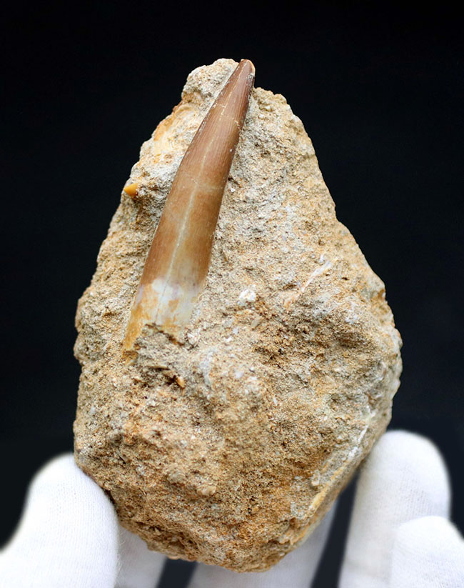 抜群の保存状態！乱杭歯で知られる、首長竜、エラスモサウルス