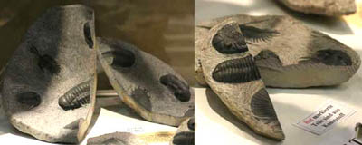 歯の化石はサイズのわずかな違いが重要！ | 恐竜化石に関するコラム