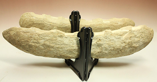 一億数千年前の獰猛・絶滅古代魚ヴィンクティフェルの希少美ネガポジ