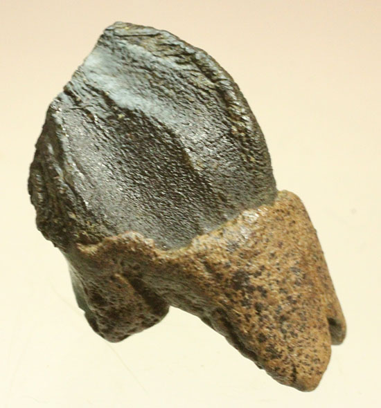 保存状態に注目！本来の形を存分に楽しめる、希少なトリケラトプスの歯