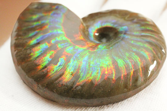 光るアンモナイトの秀逸標本！フルスペクトルで輝く、1億2000万年