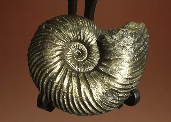 アンモナイト [AM356] クエンステッドトセラス アンモナイト [AM356