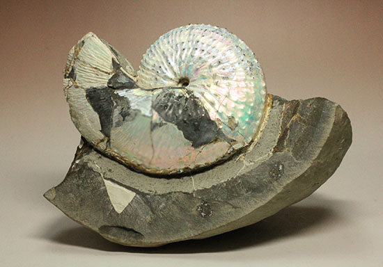 本来の美しい真珠層が保存されたホプロスカファイテス・ネブラセンシス