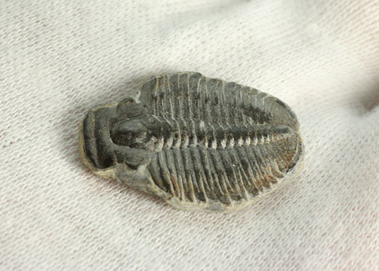 USA三葉虫エルドレドゲオスプ33mm