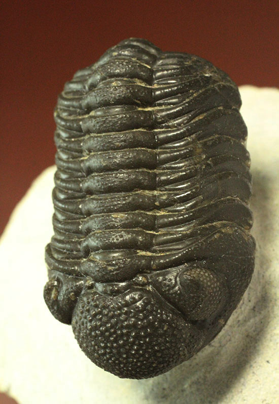 リードプス [PH101] 三葉虫 化石 ファコプス 【公式通販】