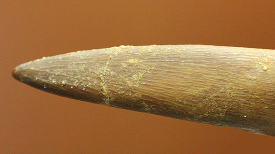 教科書的な首長竜プレシオサウルスの歯化石。特徴的なカーブをご覧