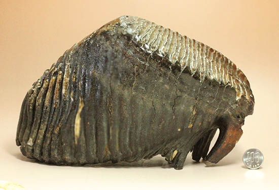 歯の化石マンモス