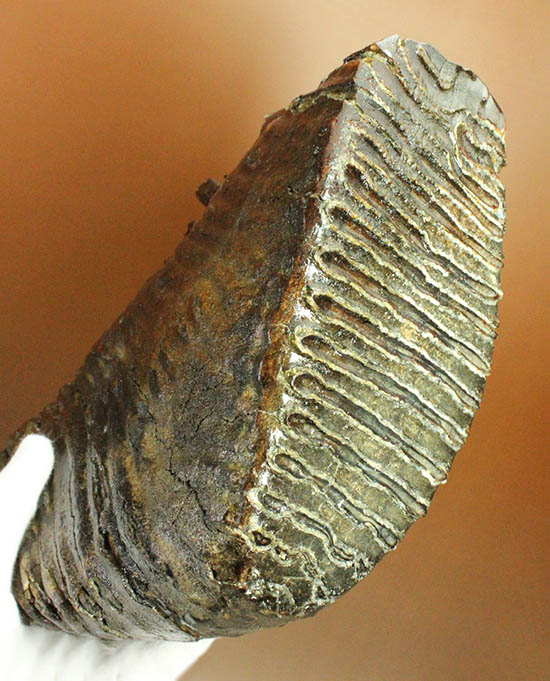 歯の化石マンモス