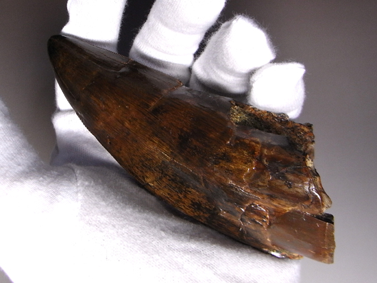 ティラノサウルスの歯 化石 [DS413] 恐竜の歯 超希少 レア