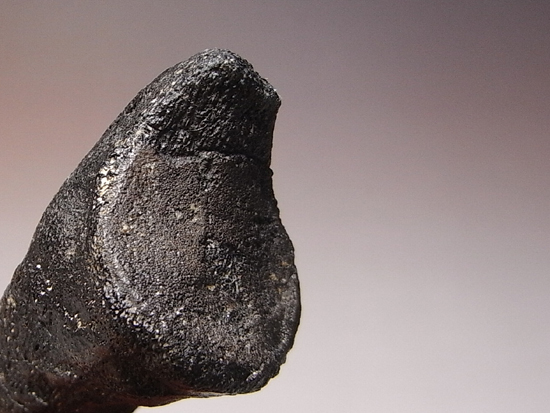 アロサウルスのフットクロウ 恐竜 販売