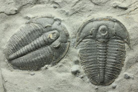 自由頬がばっちり保存！可愛いエルラシアキンギのプレート化石 三葉虫 販売