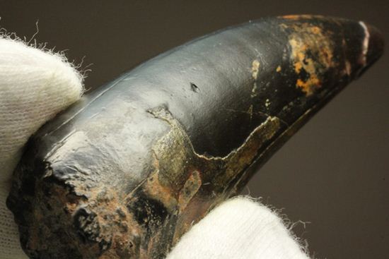 最大級65mmのサルコスクスの美歯 希少なニジェール産!!! 恐竜も恐れた