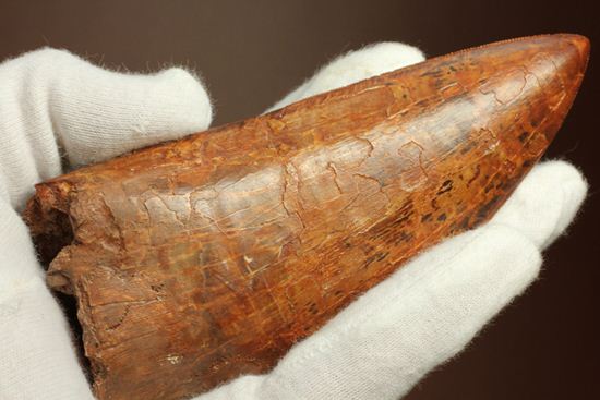 滅多に市場に出ません！カミソリ歯の最高峰！カルカロドントサウルス