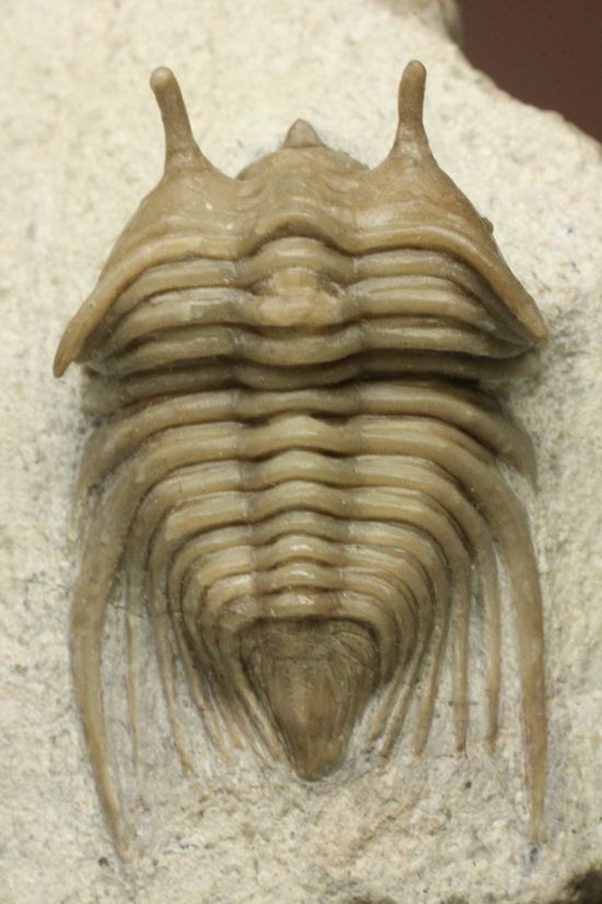 シュードキベレ [TB45] 三葉虫 超希少種 レア