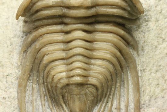 シュードキベレ [TB45] 三葉虫 超希少種 レア