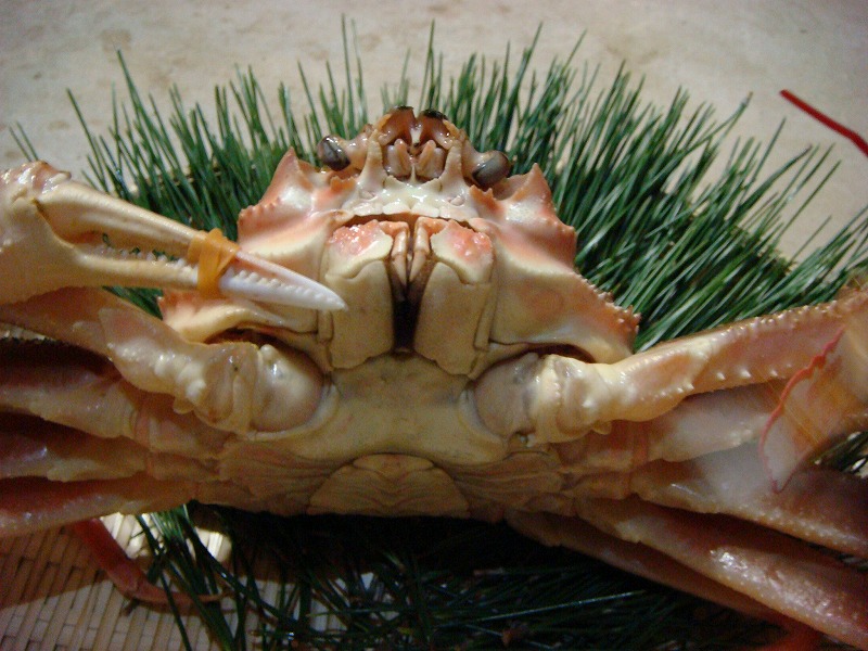 タグ付き 松葉ガニ[特大]【配達日指定可】 | 恵長丸ダイレクト - 松葉