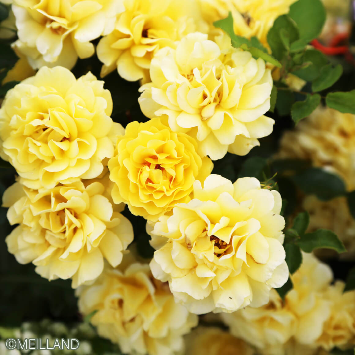 ゴールデン ストリート カラーズ - 2025新品種 - 京成バラ園芸株式会社