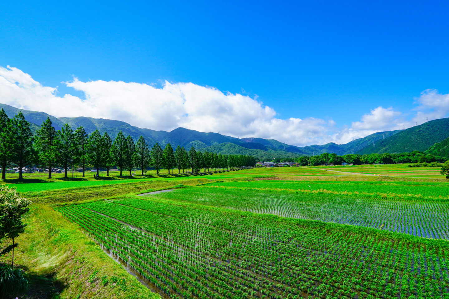 ソニー E 11mm F1.8 レビュー｜葛原よしひろ | ShaSha