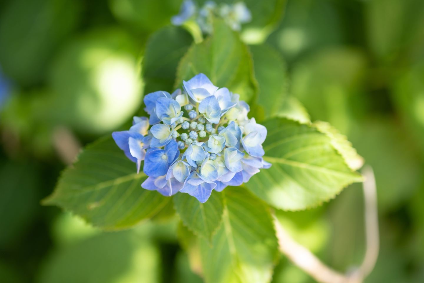 富士フイルム XF60mmF2.4 R Macroレビュー｜小型なフジフイルムの