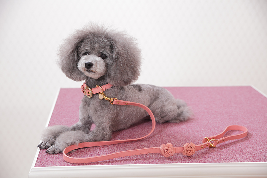 犬の首輪とリード専門店キエリーズ【kierry's】