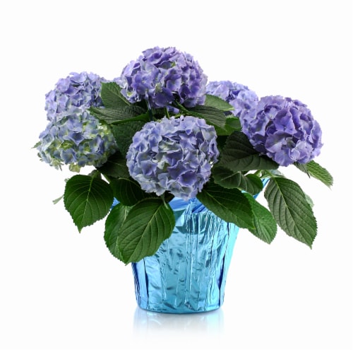 Hydrangea, 6 in - Kroger