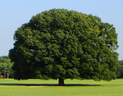 シンボルツリーの「ケヤキ」 | 国営昭和記念公園事務所 | 国土交通省