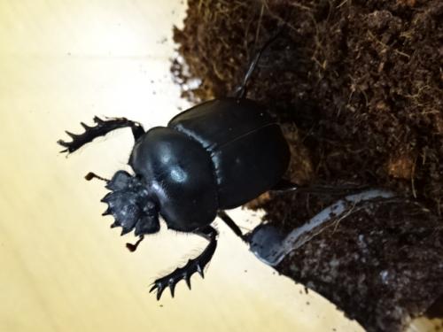 くわかぶプラネット / 【WD】エジプト産スカラベ(タマオシコガネ)(単品)