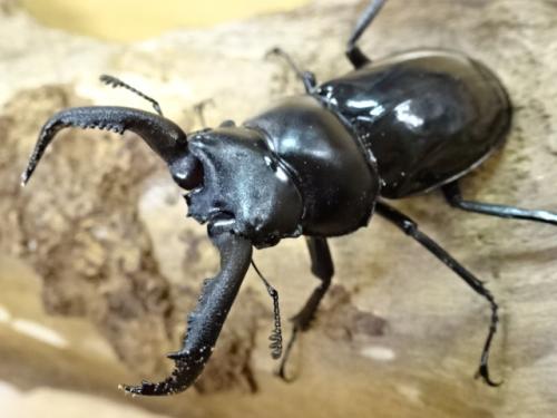 くわかぶプラネット / 【WD】ザウテルシカクワガタペア