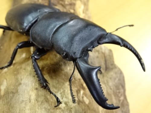 くわかぶプラネット / ラオスオオヒラタクワガタ(インドヒラタ)ペア