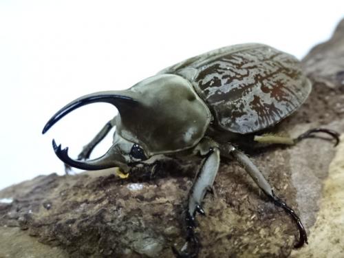 くわかぶプラネット / グランディスビロードヒナカブト(コフキカブト