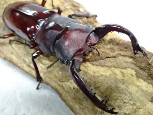 くわかぶプラネット / フォルスターフタマタクワガタ(原名亜種)ペア