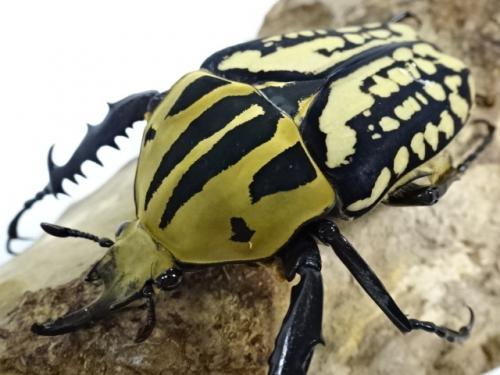 くわかぶプラネット / オーベルチュールオオツノカナブンペア