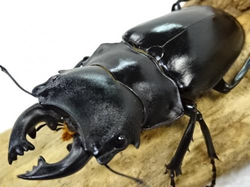 くわかぶプラネット / 【WD】スチーブンスツヤクワガタ(原名亜種)ペア