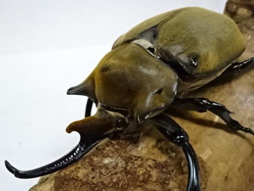 くわかぶプラネット / エレファスゾウカブト(メス67mm単品)