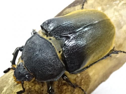 くわかぶプラネット / エレファスゾウカブト(メス67mm単品)