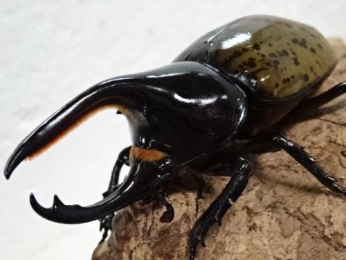 くわかぶプラネット / モロンシロカブト幼虫 6頭セット