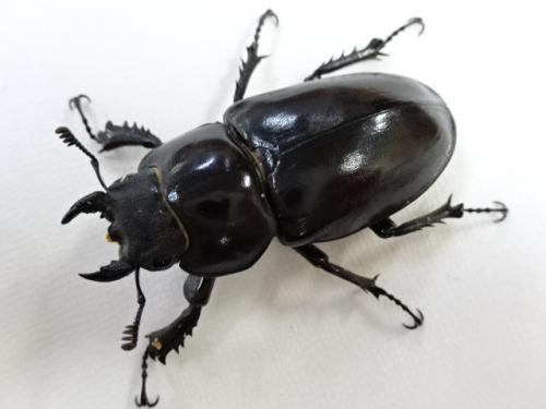 ユダイクスミヤマクワガタ ペア 標本 ユダイクスミヤマクワガタ成虫ペア