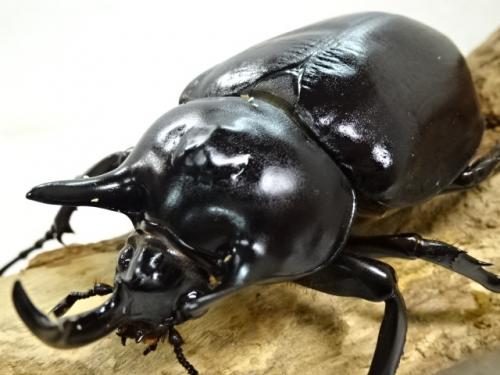 くわかぶプラネット / レックスゾウカブト(アクティオンゾウカブト)ペア