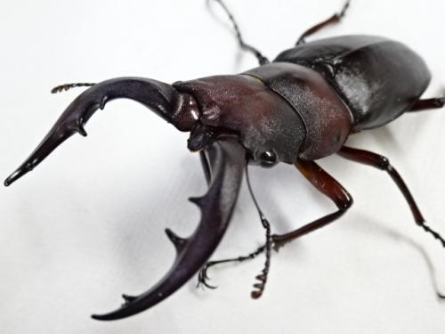 新成虫2ペア】クロシマノコギリクワガタ【クロシマノコギリ】♂64㎜63㎜♀