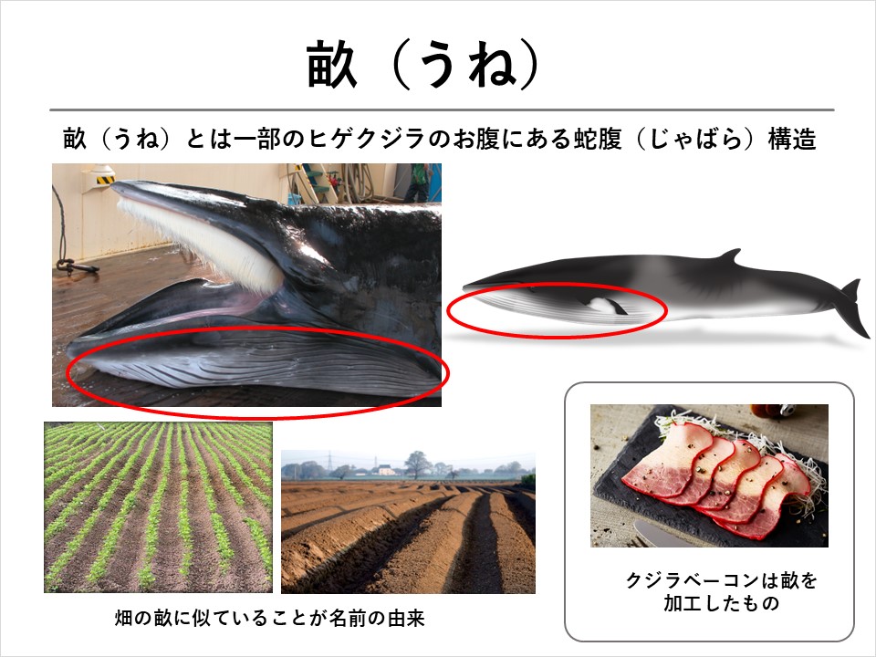 クジラを学ぼう！】第4回 クジラの体について① | くじらタウン