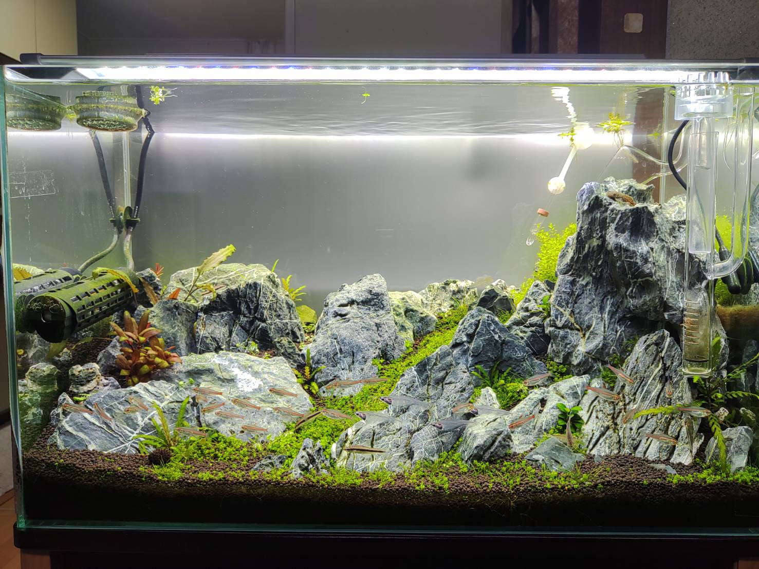 60cm水槽で山岳レイアウトをつくる【第7章】 コケ駆逐編 | くろだあくあ