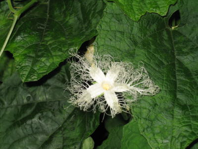 カラスウリ（烏瓜）＜植物（苗木・植木）生産販売（通販）リスト