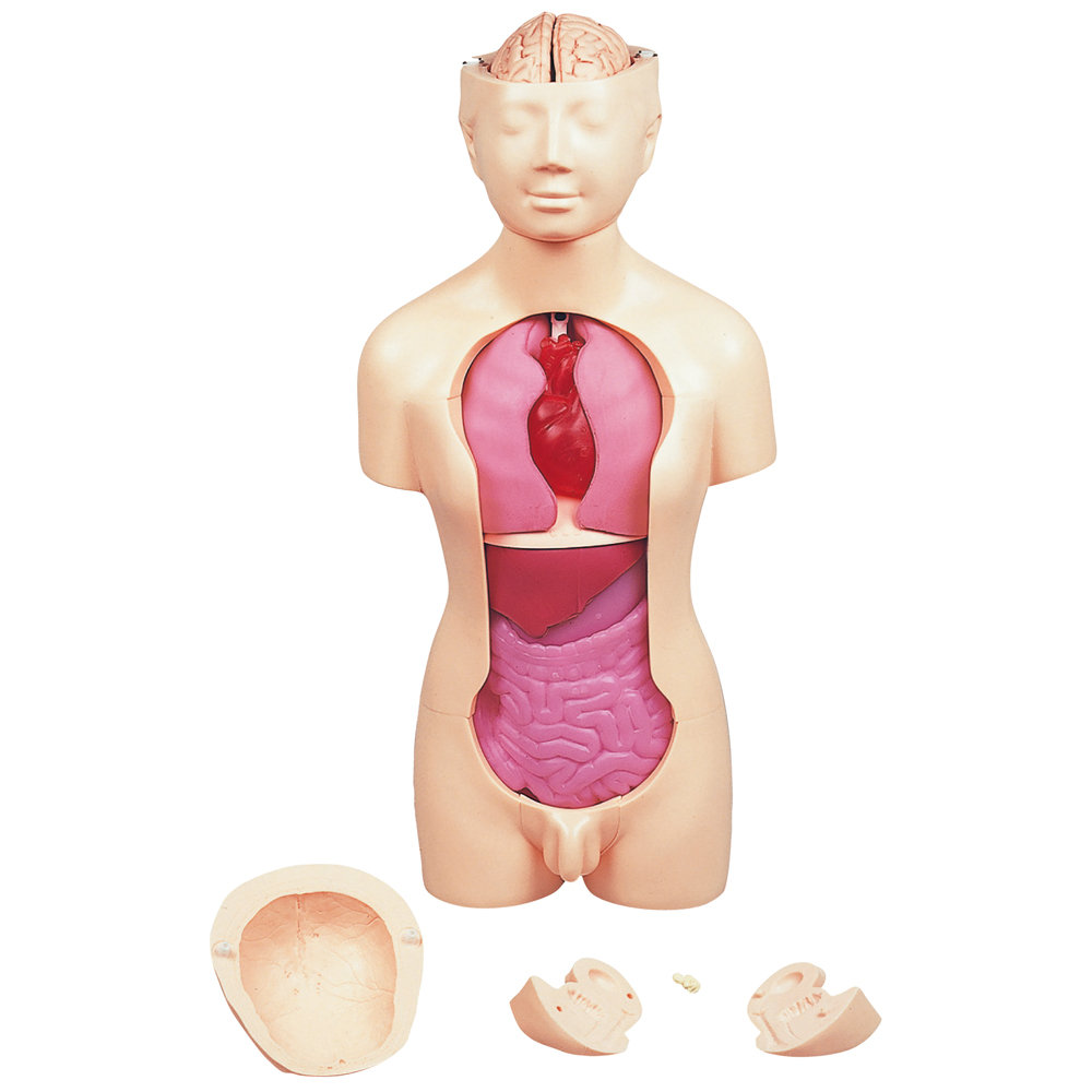 脳および神経系人体模型♡ 京都科学 人体解剖モデル
