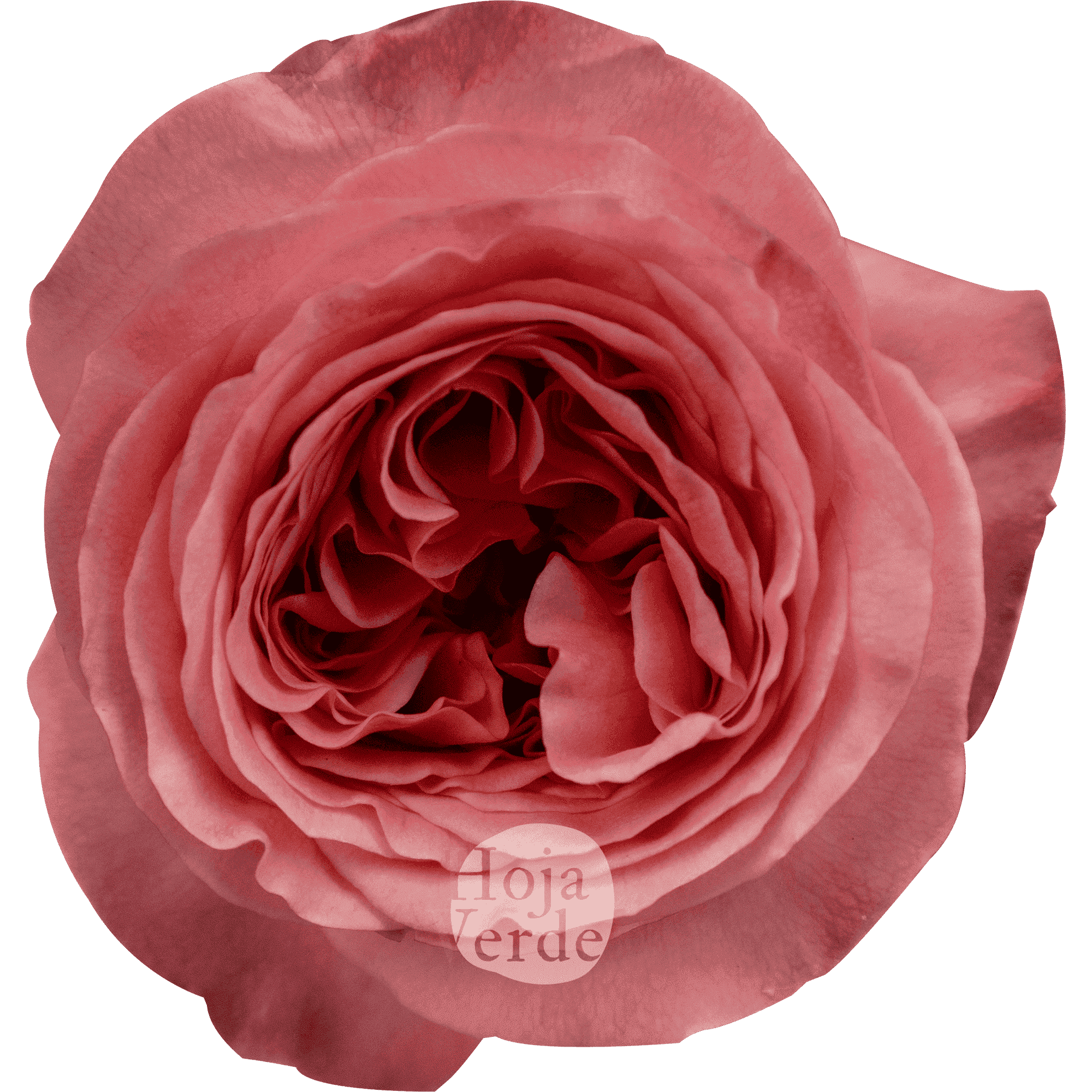 Pink X-Pression - Hoja Verde | A remarkable focus that lasts