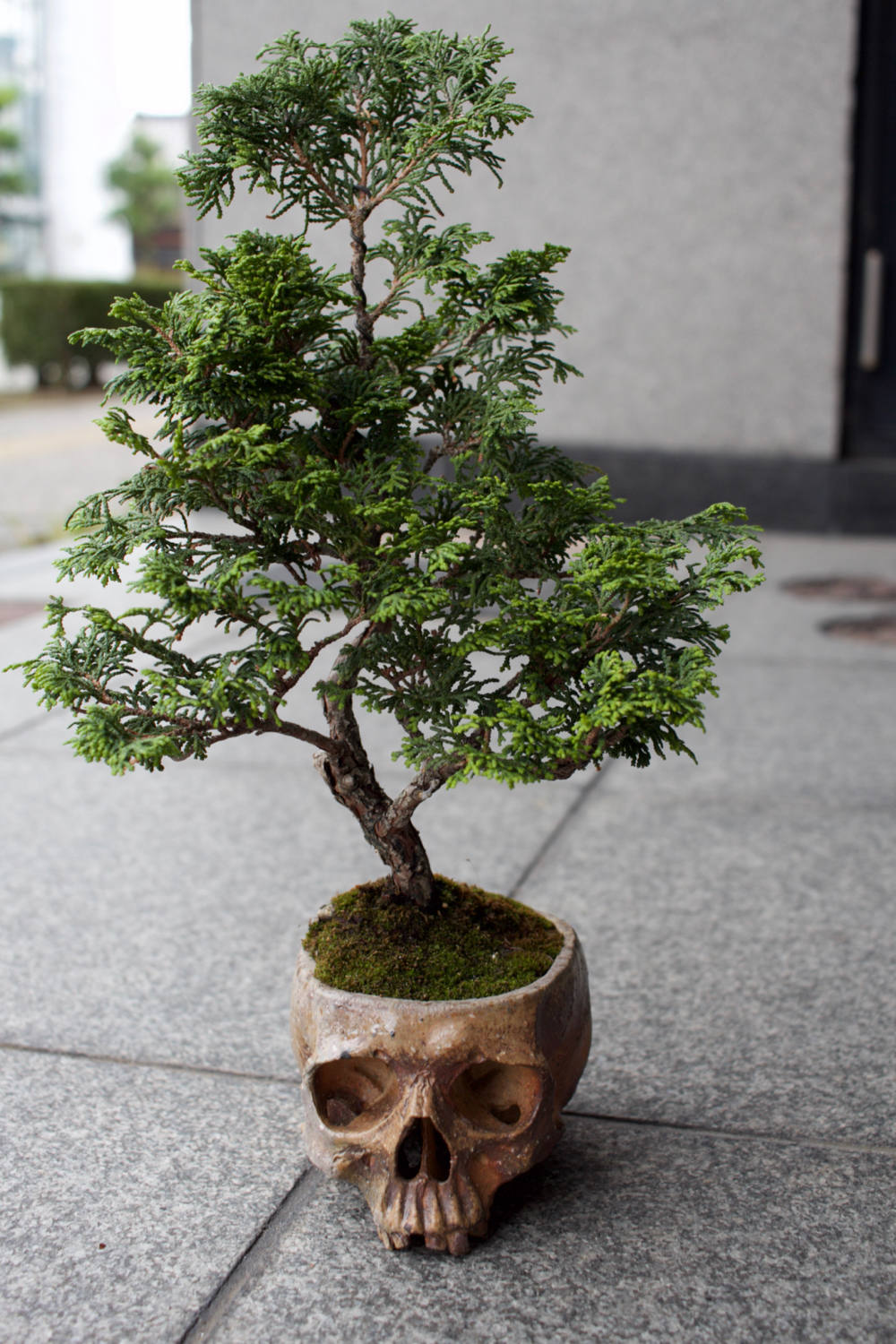 紫砂の鉢 四角鉢 紫砂の鉢 盆栽鉢 植木鉢 小品盆栽鉢 大品盆栽鉢 四角