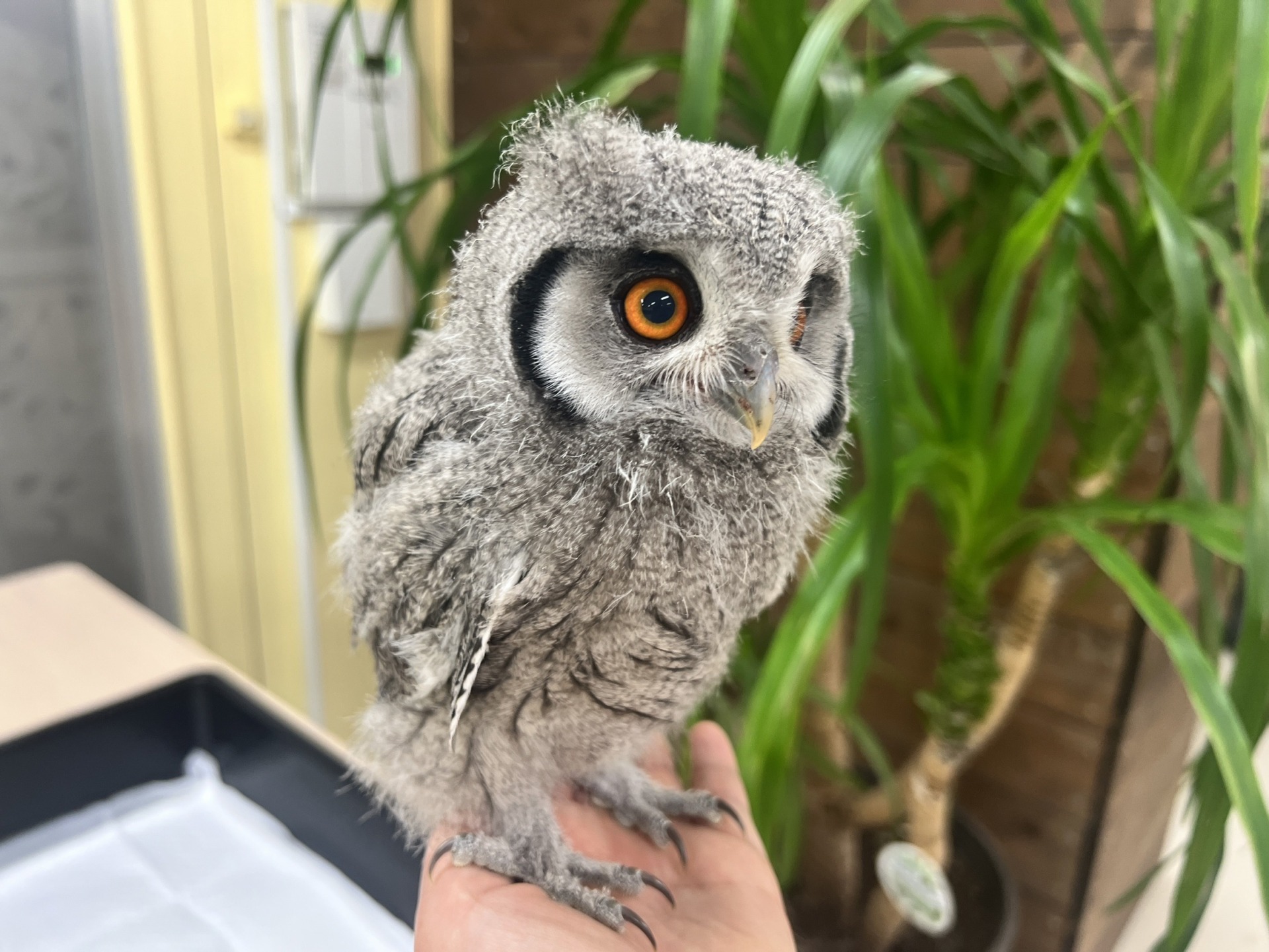 NEW猛禽MSパーチファルコンブロック（屋内用） グリーン 【公式通販】