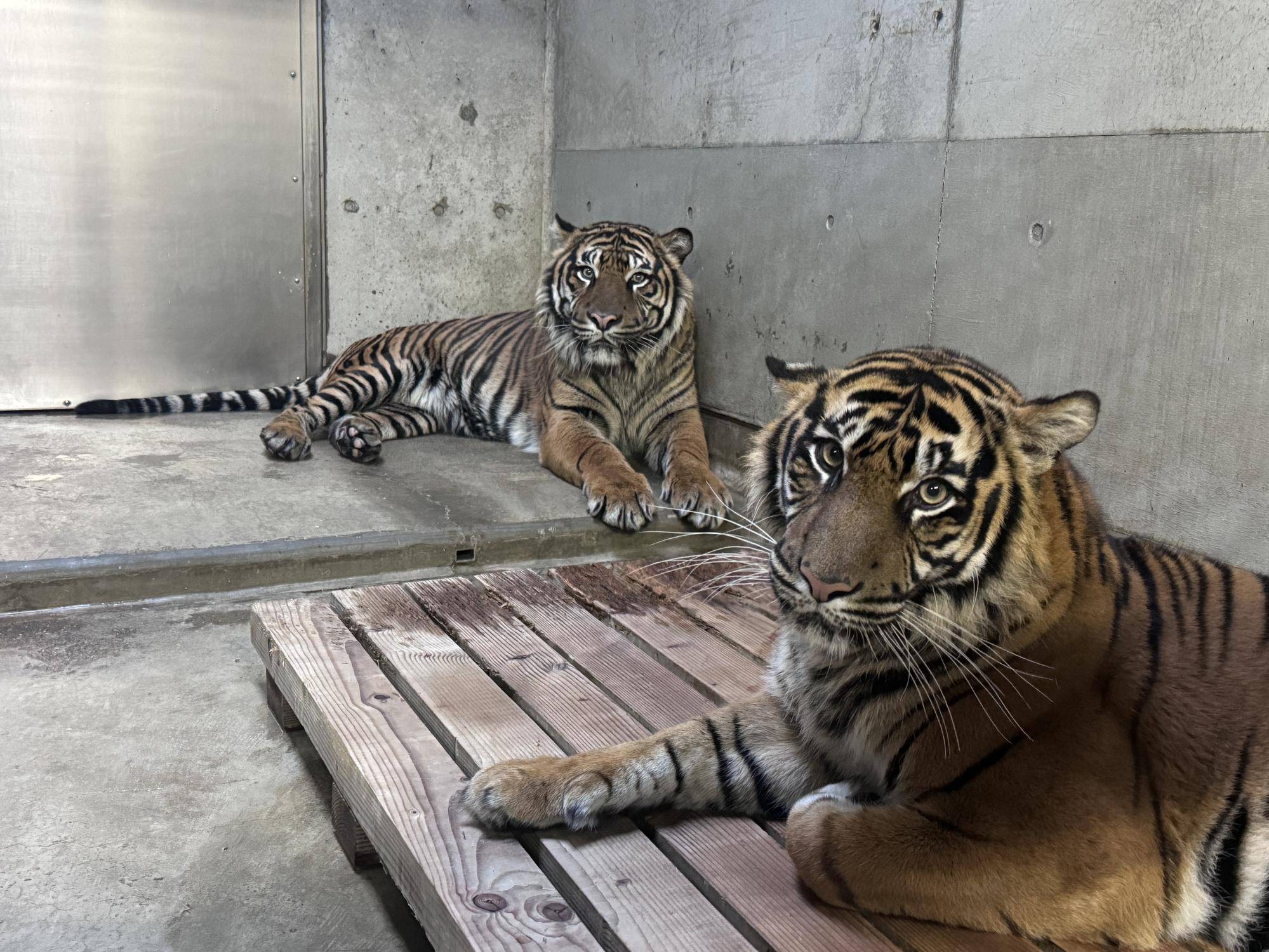 スマトラトラの同居🐯|すまとらとら｜ブログ|よこはま動物園ズーラシア