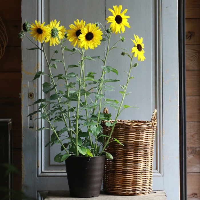 単品＋カゴ】ヒマワリ “サンフィニティ”（東京発送） | アトリエ華もみじ